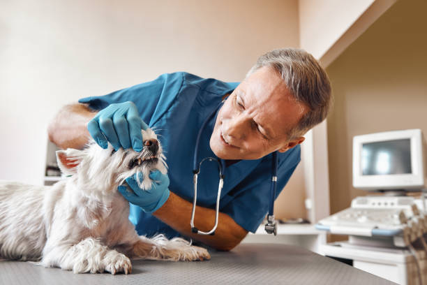 Best Same-Day Emergency Dentist in Heyville, AL